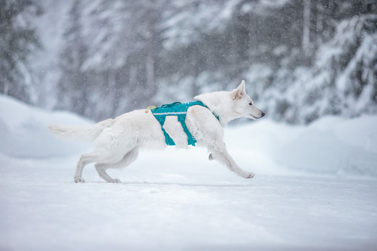 Non-stop Dogwear Ramble harness long - Image 9