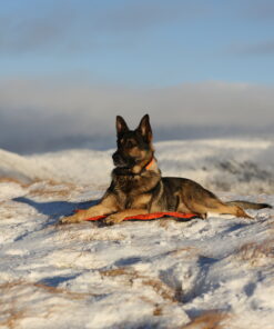 Non-stop Dogwear Protector bivvy bed - Image 4