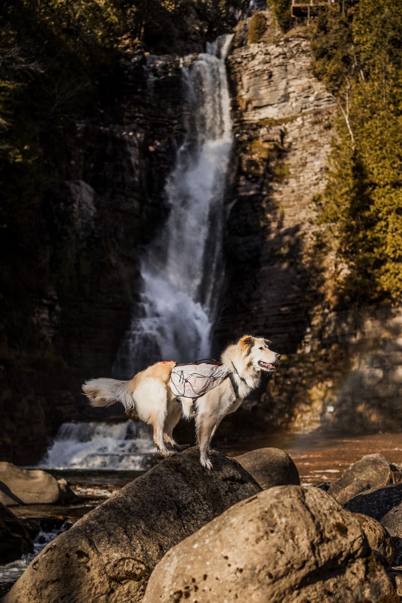Non-stop Dogwear Trail light dog backpack - Image 4