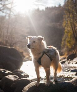 Non-stop Dogwear Trail light dog backpack - Image 6