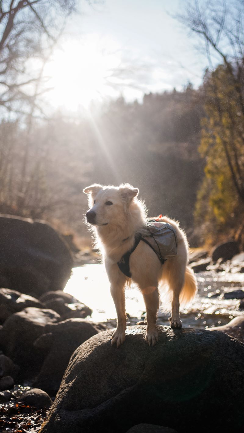 Non-stop Dogwear Trail light dog backpack - Image 6