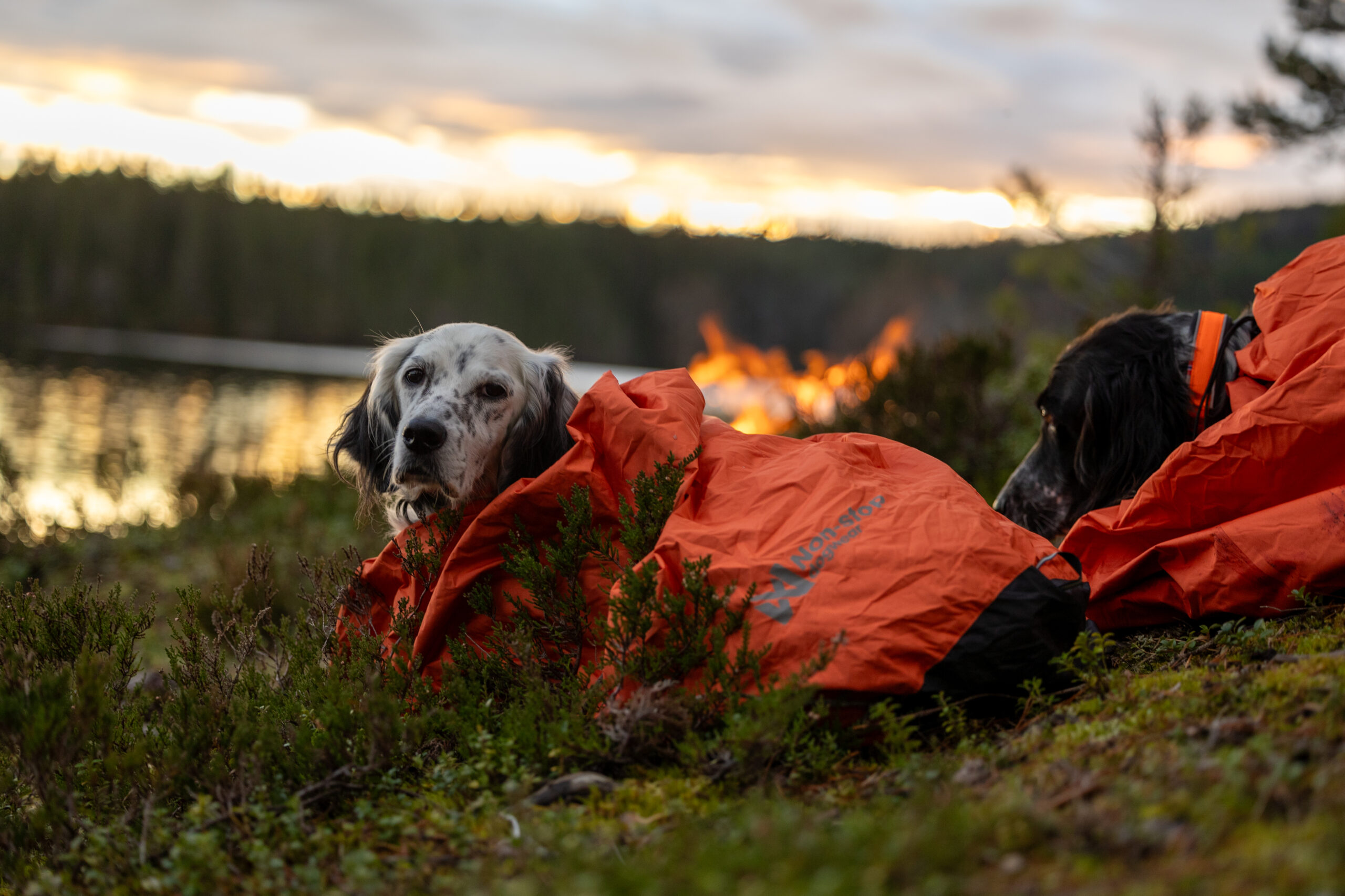 Non-stop Dogwear Protector bivvy bag - Image 5