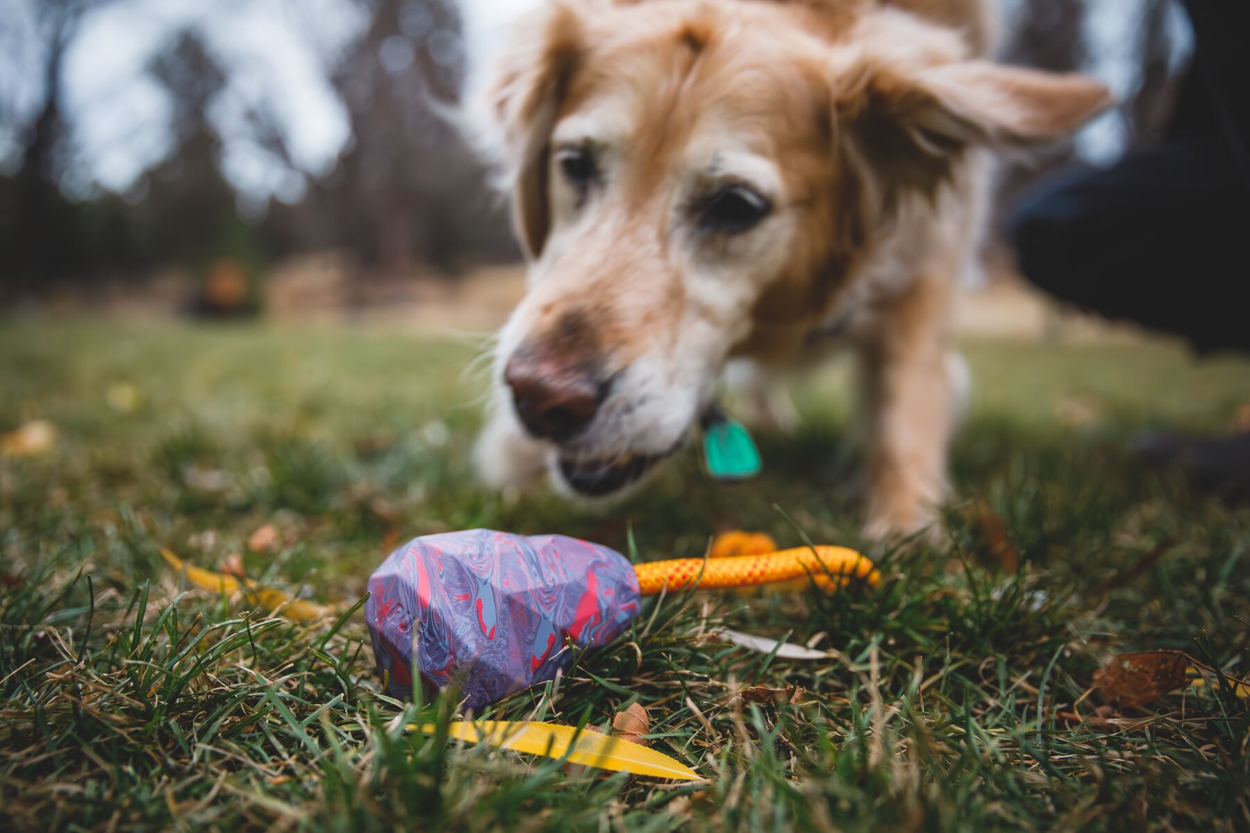 Ruffwear Huck-a-cone - Image 4