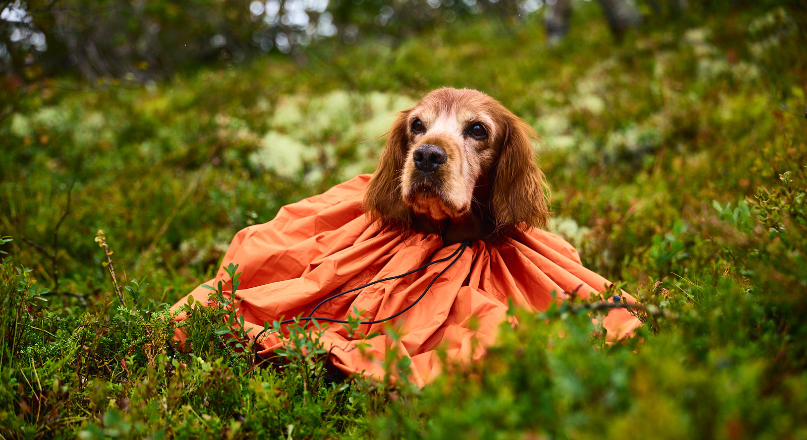 Non-stop Dogwear Protector bivvy bag - Image 9