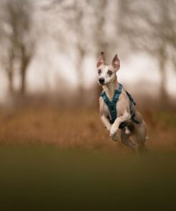 Non-stop Dogwear Ramble harness long - Image 6