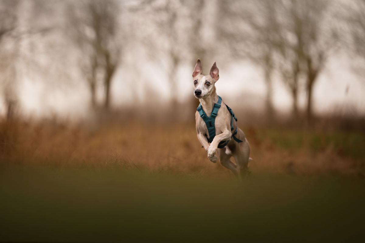 Non-stop Dogwear Ramble harness long - Image 6
