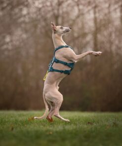 Non-stop Dogwear Ramble harness long - Image 7