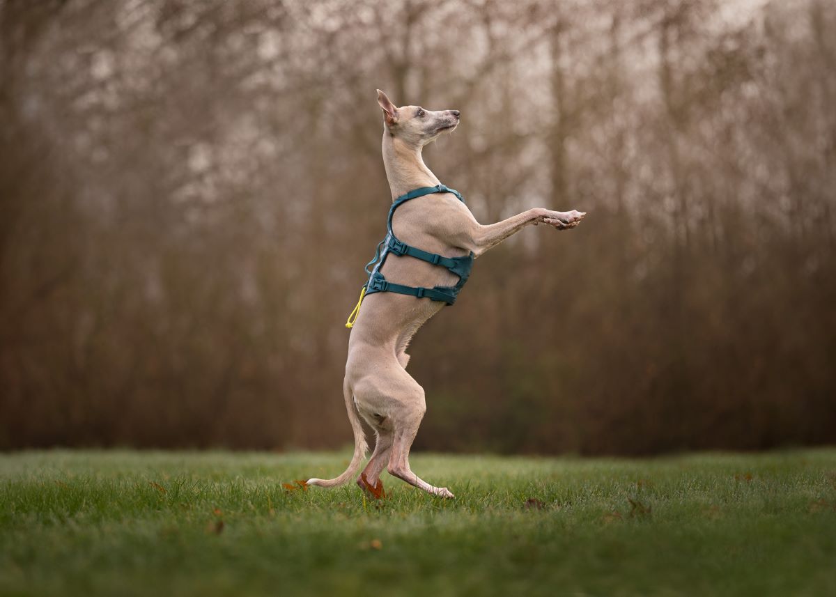 Non-stop Dogwear Ramble harness long - Image 7