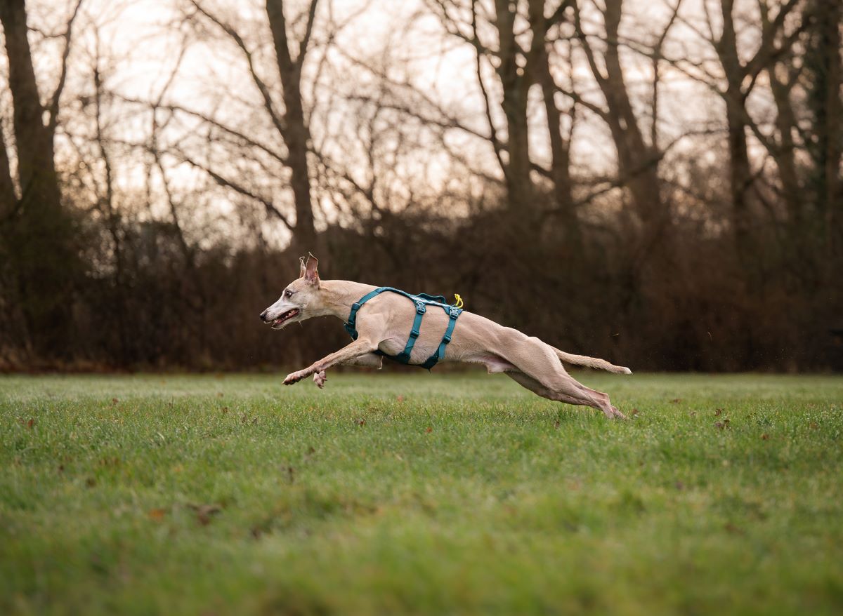 Non-stop Dogwear Ramble harness long - Image 5