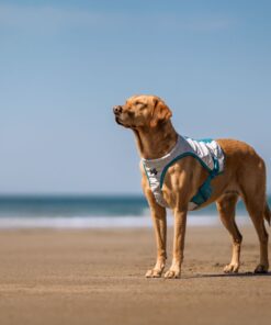 Alternative view of Non-stop Dogwear cooling vest