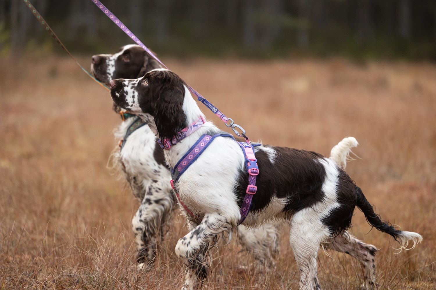 Non-stop Dogwear Line Harness 5.0 Rachel Pohl edition - Image 5