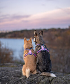 Non-stop Dogwear Line Harness 5.0 Rachel Pohl edition - Image 6