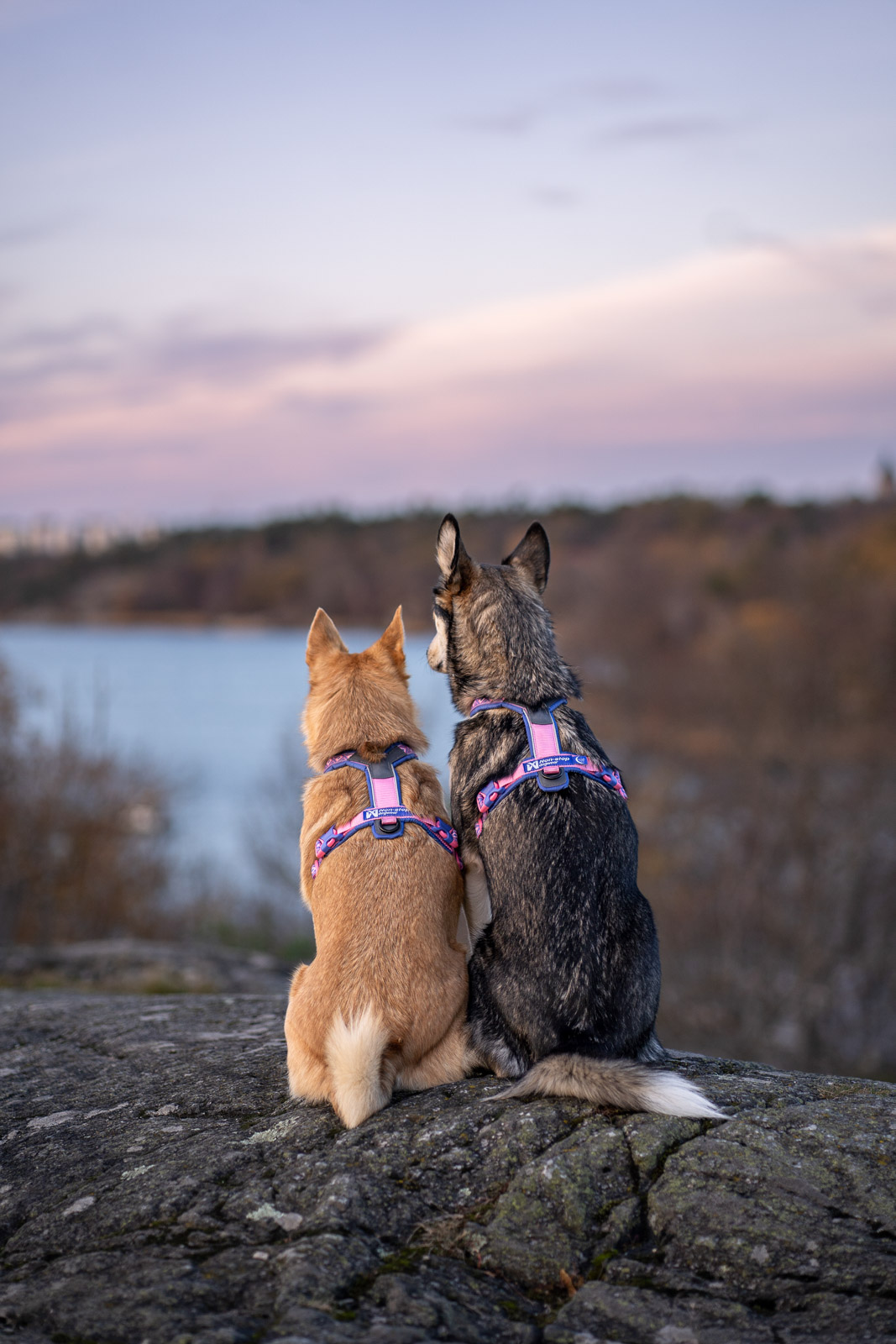 Non-stop Dogwear Line Harness 5.0 Rachel Pohl edition - Image 6