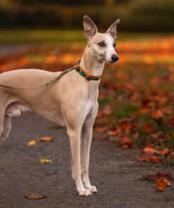 Non-stop Dogwear Trail quest collar Rachel Pohl edition - Image 5