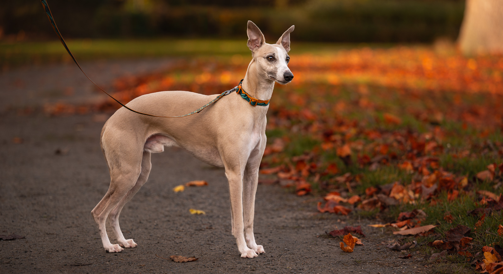 Non-stop Dogwear Trail quest collar Rachel Pohl edition - Image 5