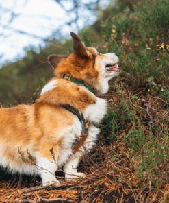 Non-stop Dogwear Trail quest collar Rachel Pohl edition - Image 4