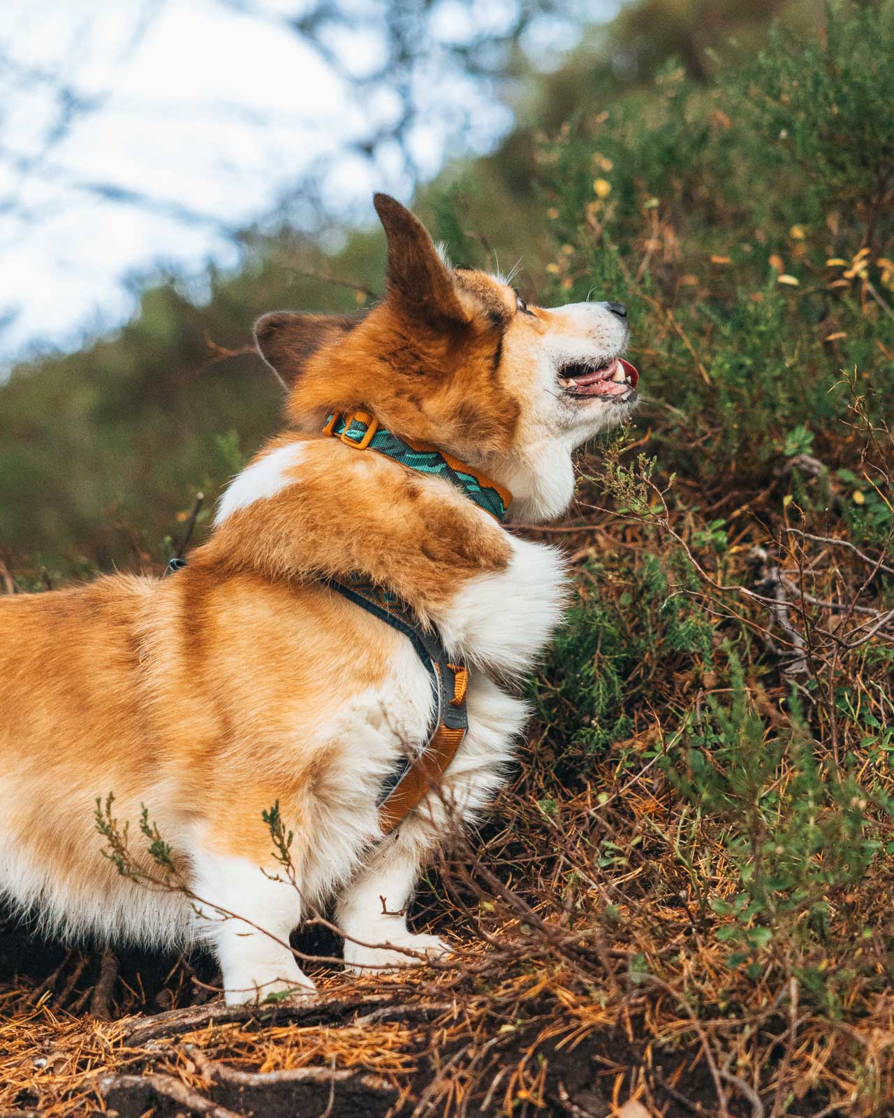 Non-stop Dogwear Trail quest collar Rachel Pohl edition - Image 4