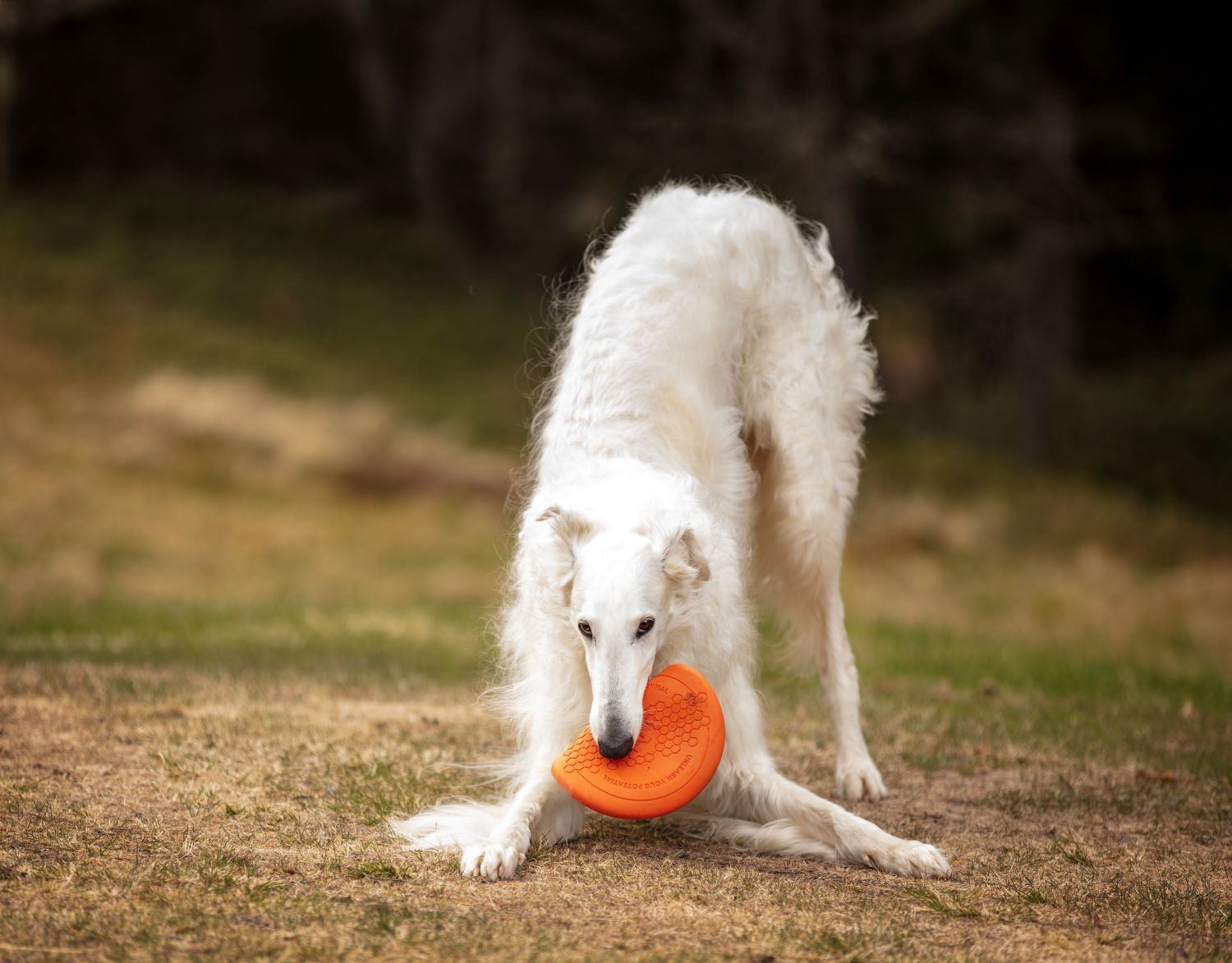 Non-stop Dogwear Flying Disc - Image 2