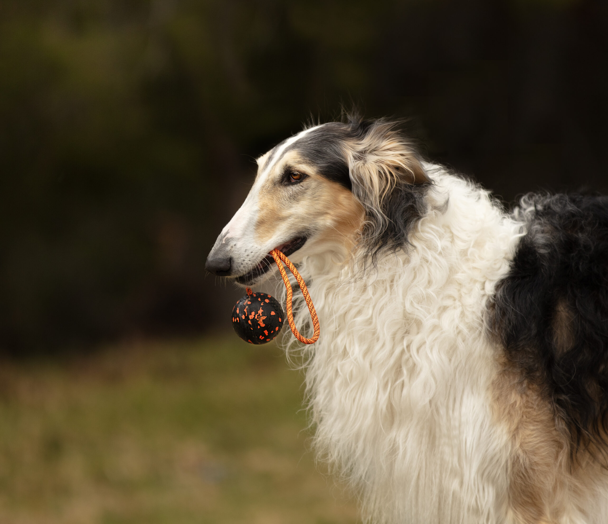 Non-stop Dogwear bold med reb - Image 4