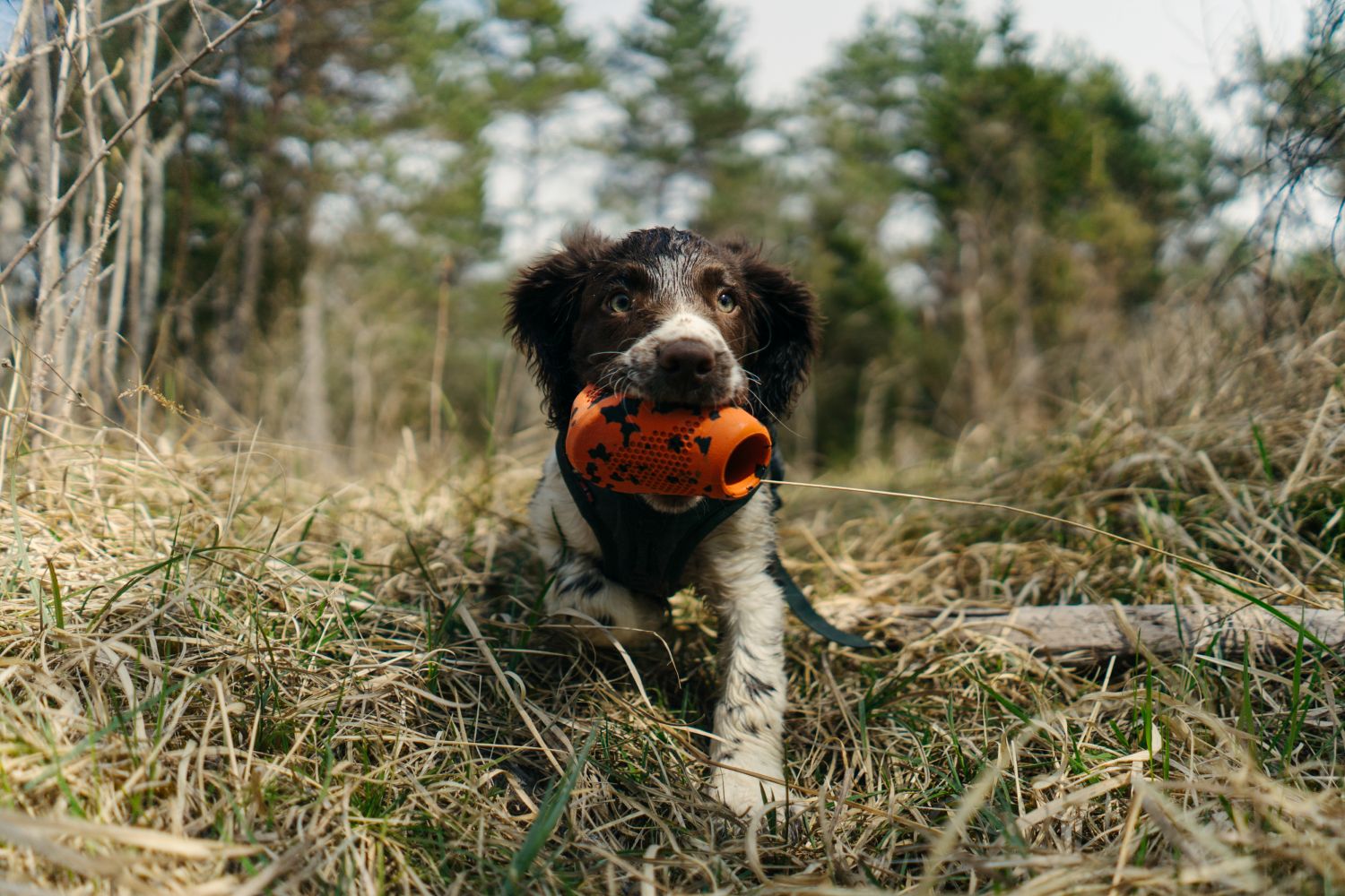 Non-stop Dogwear throw toy - Image 2