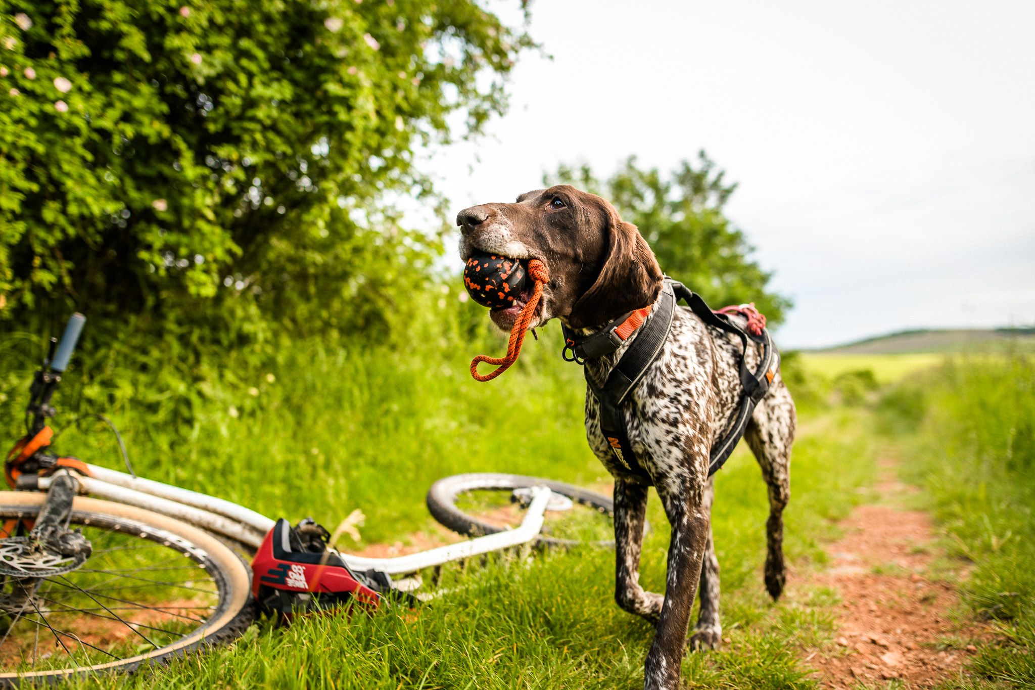 Non-stop Dogwear bold med reb - Image 7