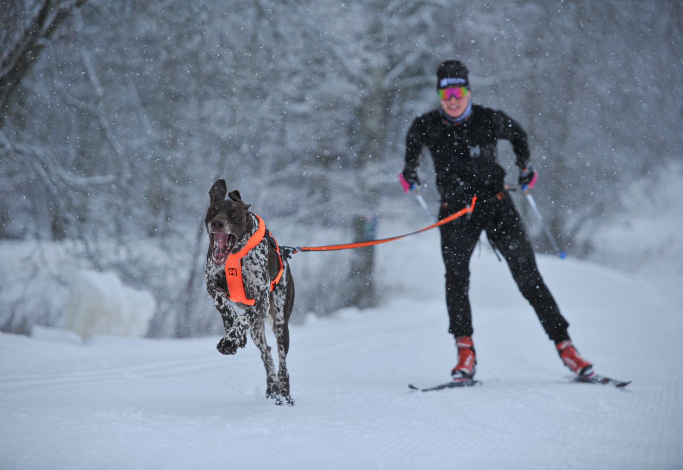 Non-stop Dogwear Løype belt pro - Image 2