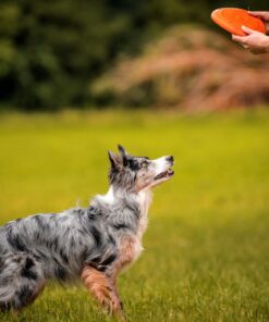 Non-stop Dogwear Flying Disc - Image 3