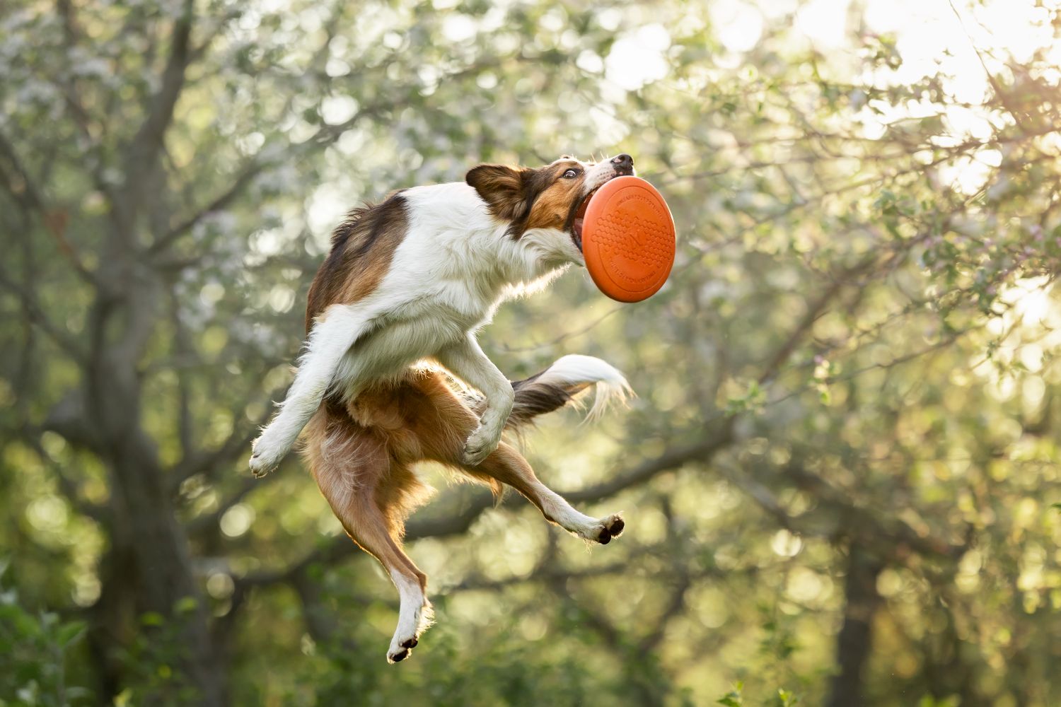 Non-stop Dogwear Flying Disc - Image 5