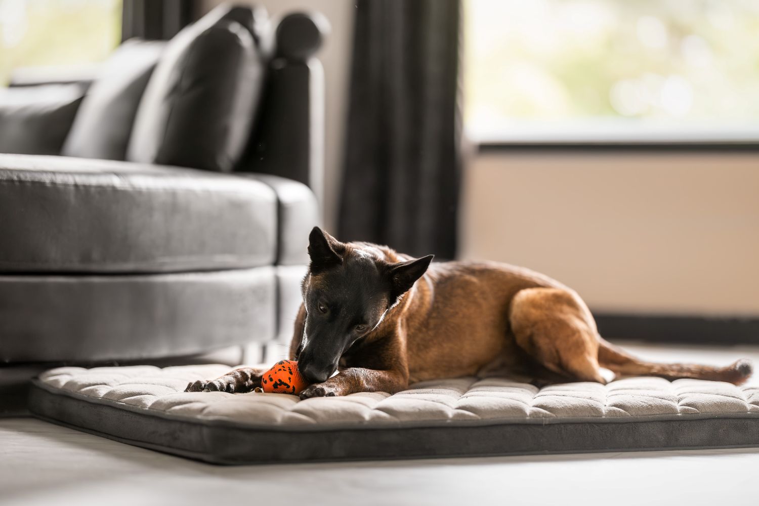 Non-stop Dogwear throw toy - Image 3