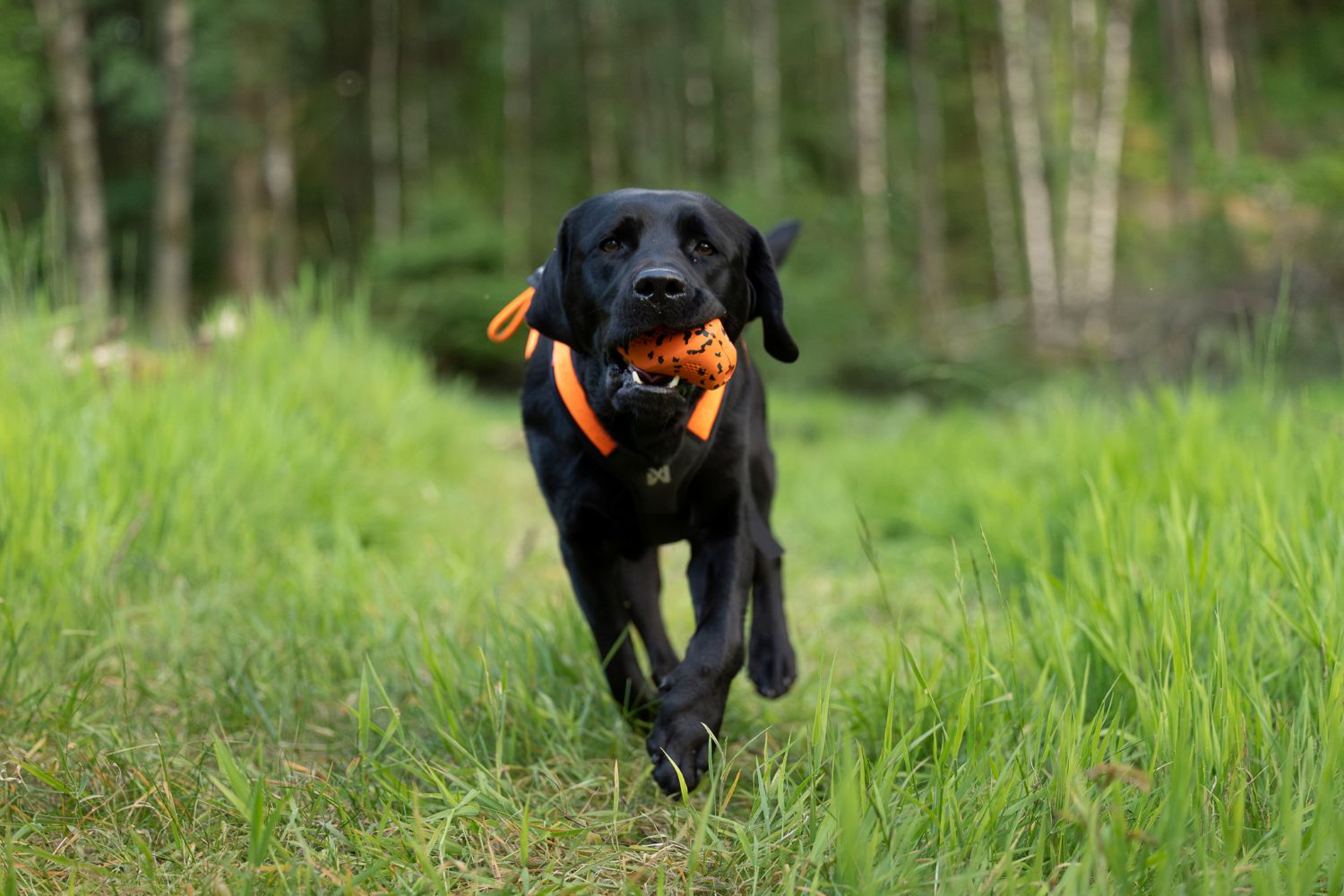 Non-stop Dogwear throw toy - Image 5