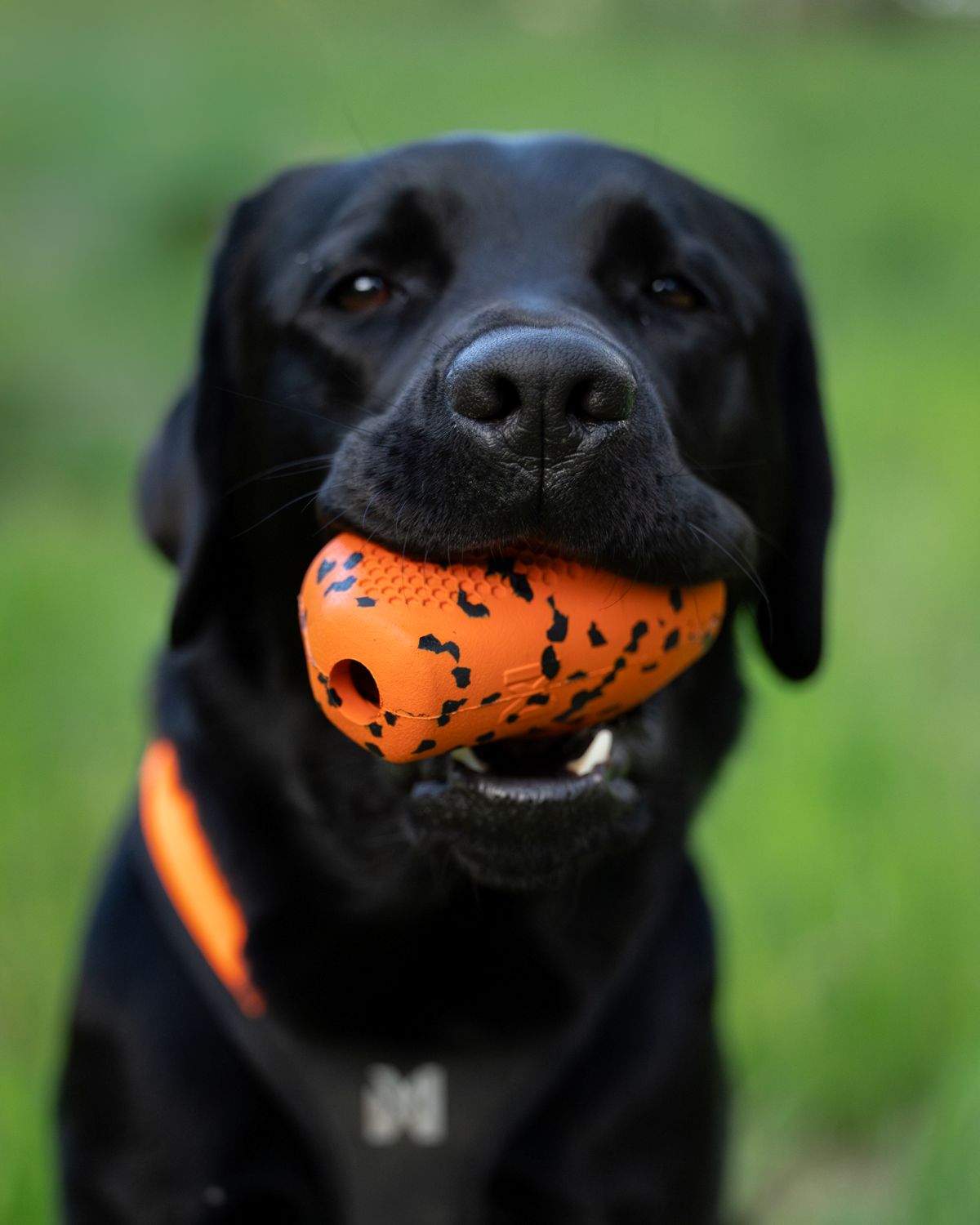 Non-stop Dogwear throw toy - Image 4