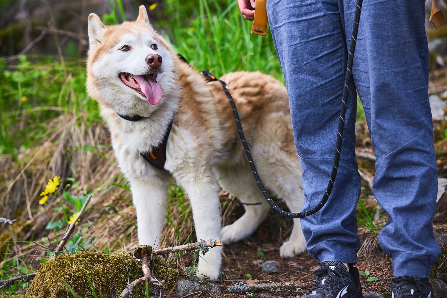 Non-stop Dogwear Rock adjustable leash - Image 4