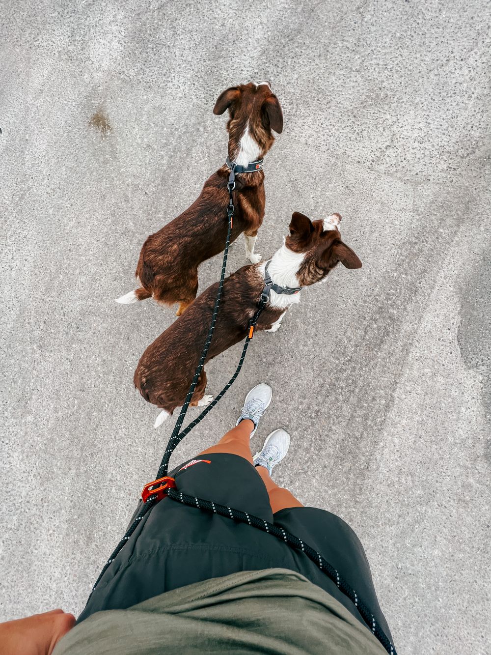 Non-stop Dogwear Rock adjustable leash - Image 3
