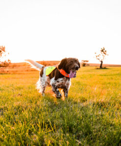 Non-stop Dogwear Protector Cover 2.0 - Image 7