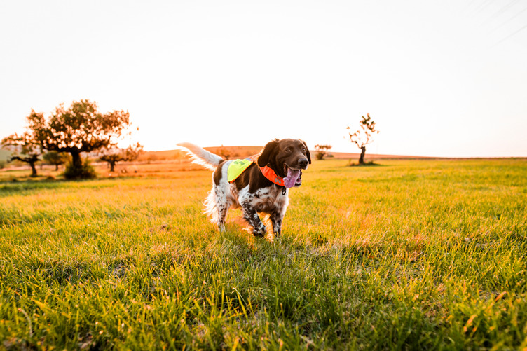 Non-stop Dogwear Protector Cover 2.0 - Image 7