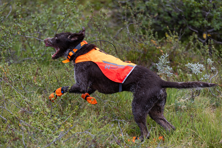 Non-stop Dogwear Protector Cover 2.0 - Image 5