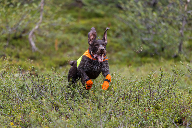 Non-stop Dogwear Protector Cover 2.0 - Image 8