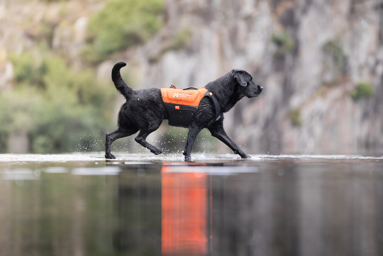 Non-stop Dogwear Protector Neoprene Vest - Image 2
