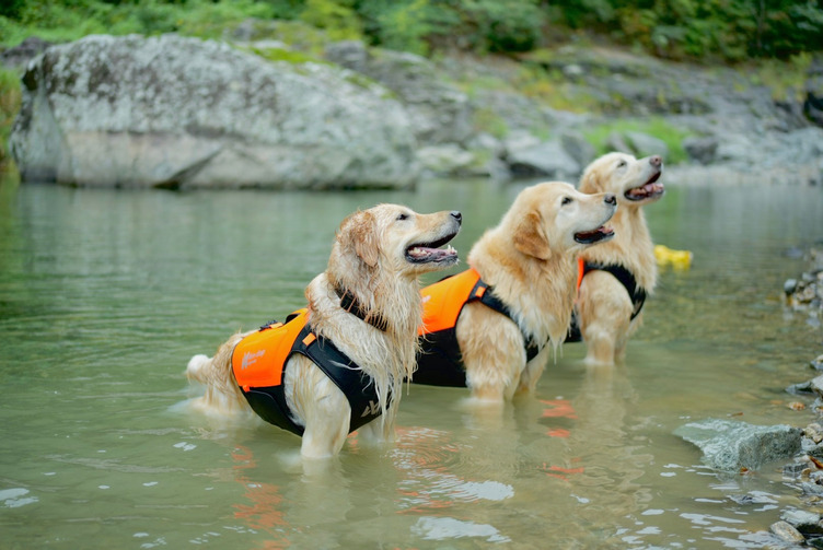 Non-stop Dogwear Protector Neoprene Vest - Image 4