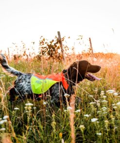 Non-stop Dogwear protector vest 2.0 - Image 7