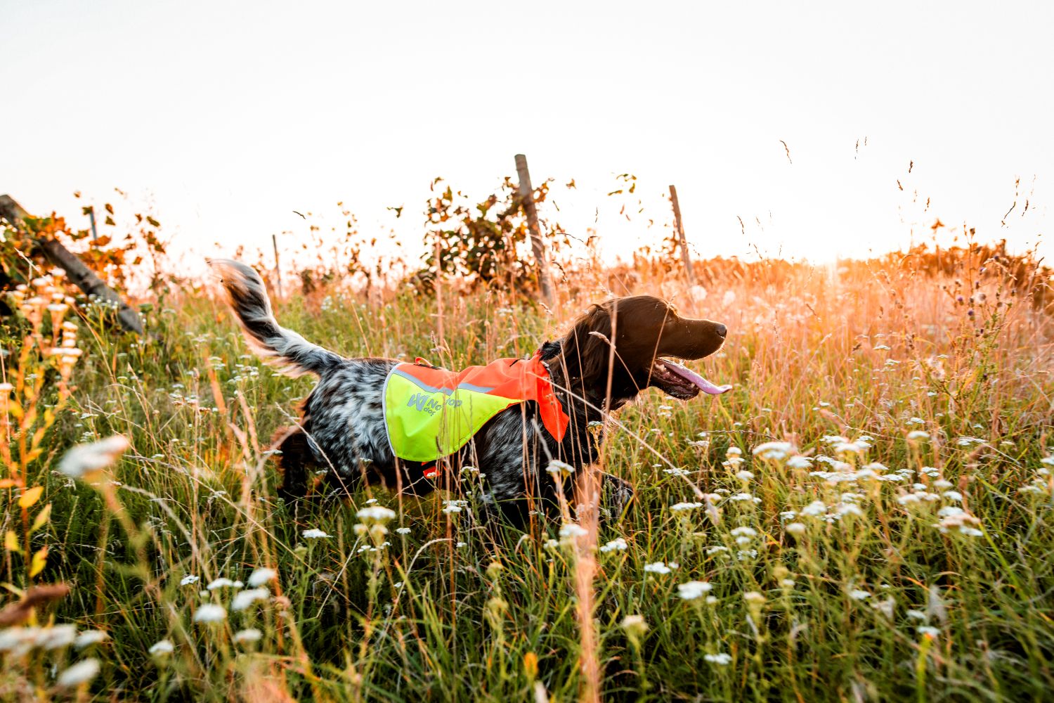 Non-stop Dogwear protector vest 2.0 - Image 7