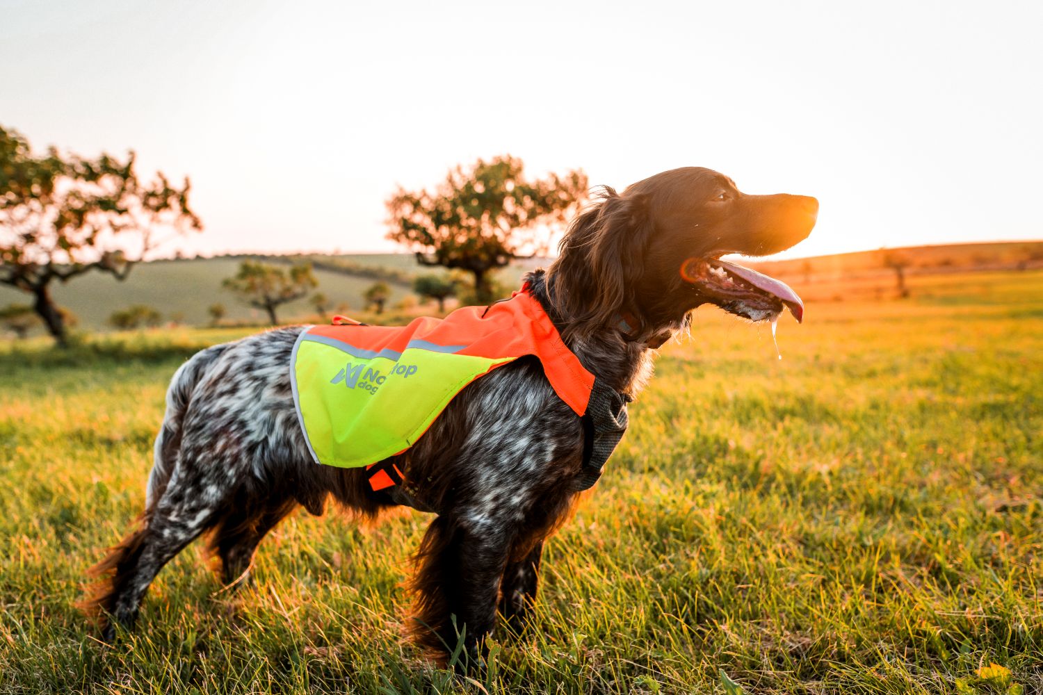 Non-stop Dogwear protector vest 2.0 - Image 3