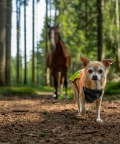 Non-stop Dogwear protector vest 2.0 - Image 5