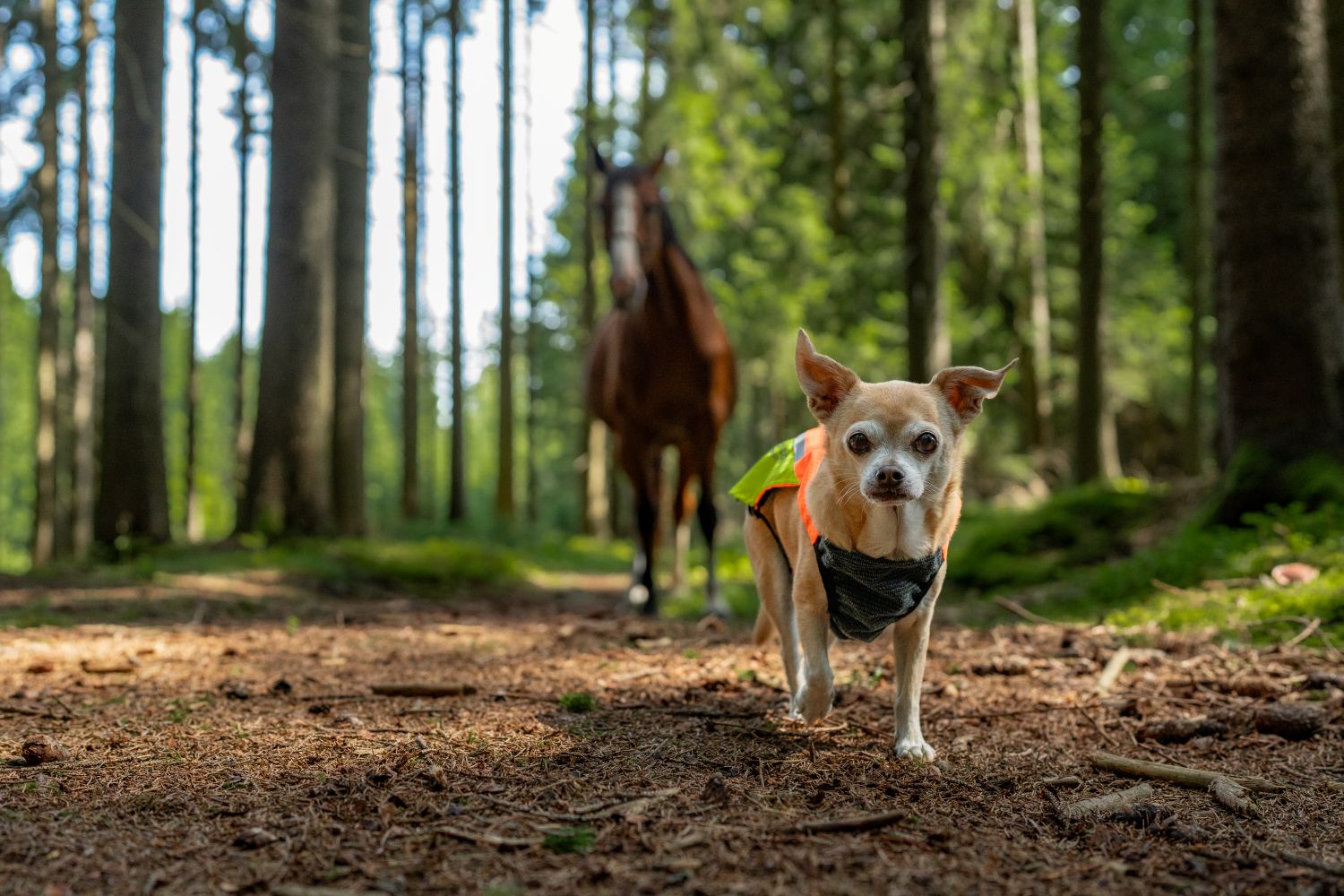 Non-stop Dogwear protector vest 2.0 - Image 5