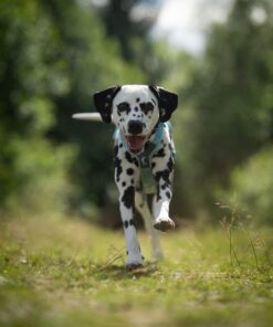 Non-stop Dogwear Line Harness CLIP'N™ - Image 7