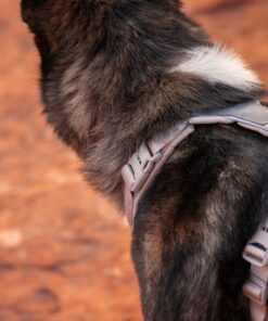 Non-stop Dogwear Line Harness CLIP'N™ - Image 4