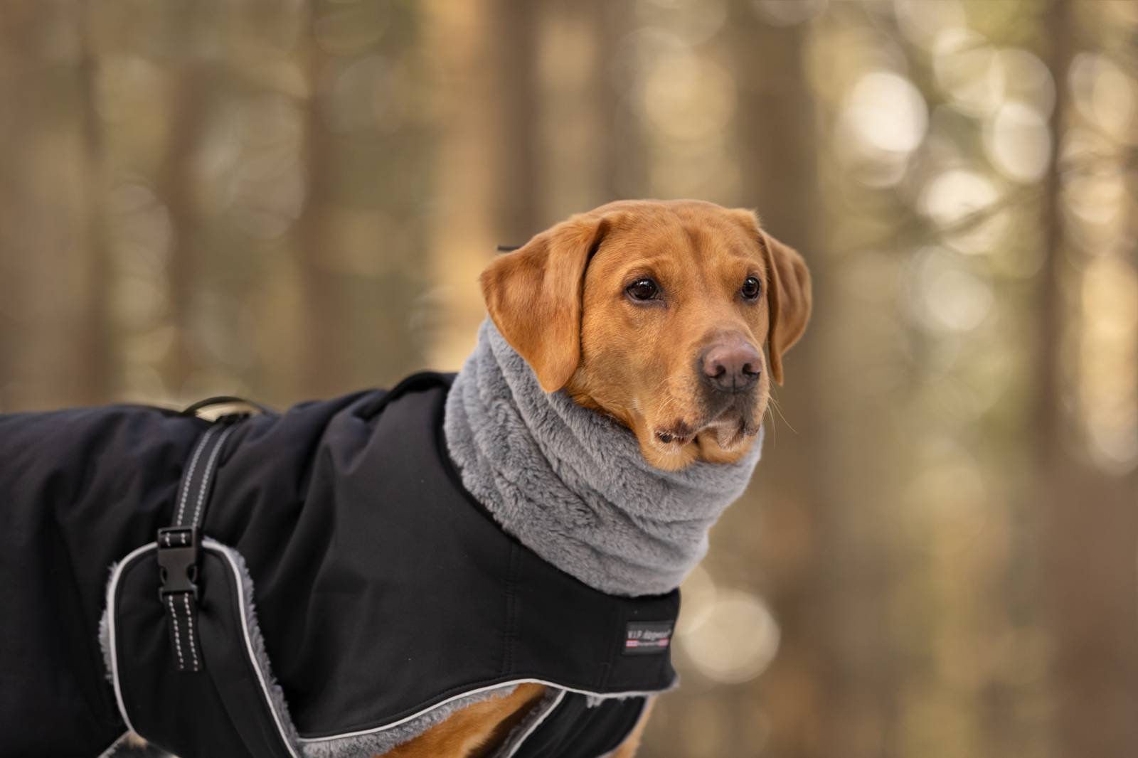 VIP Comfort Woolcover Softshell - Image 2